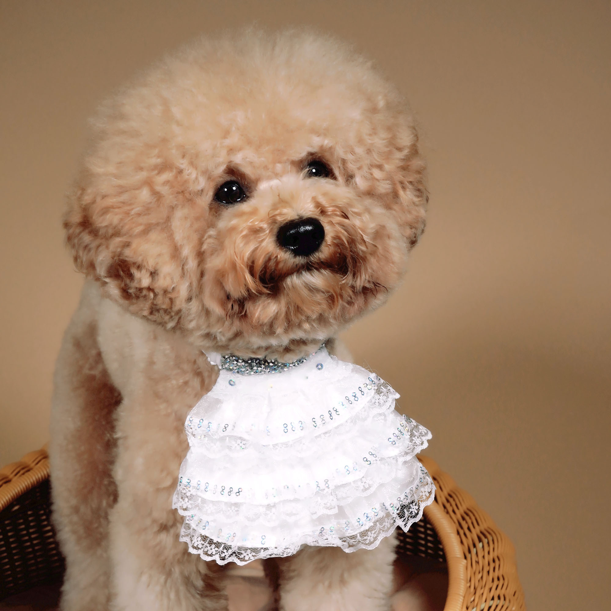 White Lace Prince Collar