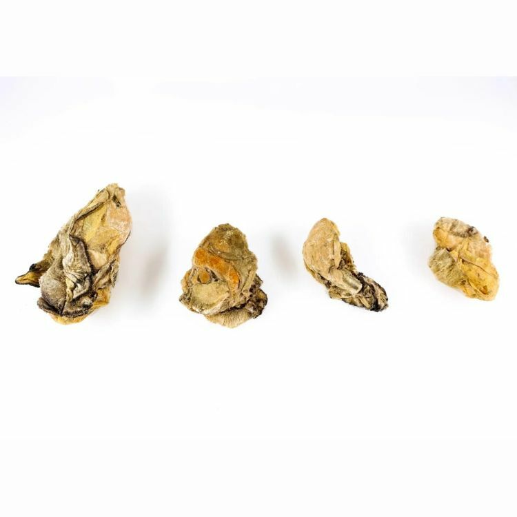 TREAT ME 食癒毛小孩 ｜蚵仔好開鋅