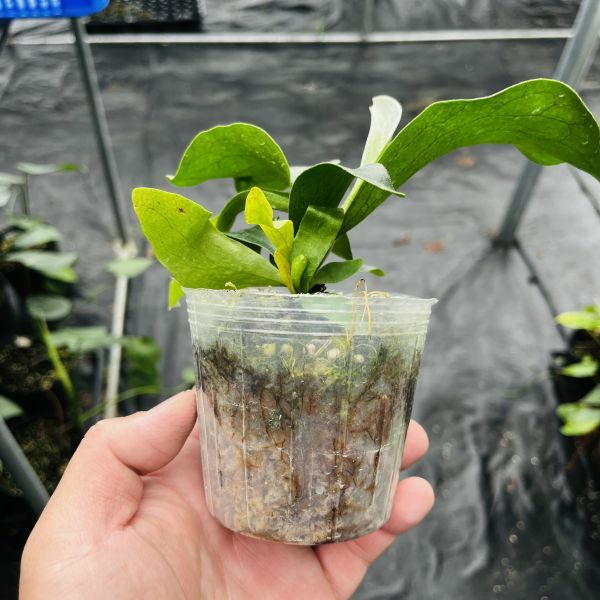 Platycerium Mt.lewis × hillii Trident Platycerium Trident (Mt.lewis x hillii 'pao pao') orchid