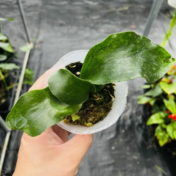 三叉戟鹿角蕨Platycerium Trident (Mt Lewis x Hillii) 2.5吋盆苗
