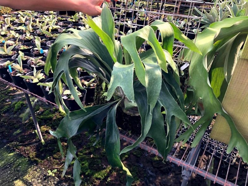 Platycerium Mt.lewis × hillii Trident Platycerium Trident (Mt.lewis x hillii 'pao pao') orchid