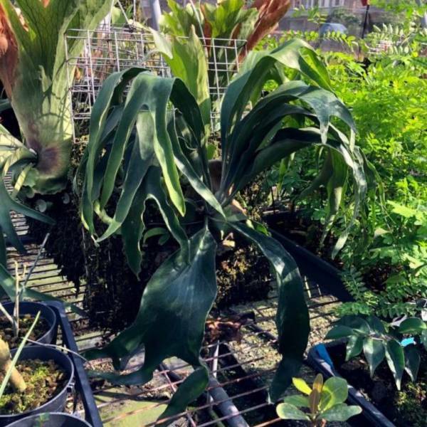 三叉戟鹿角蕨Platycerium Trident (Mt Lewis x Hillii) 2.5吋盆苗