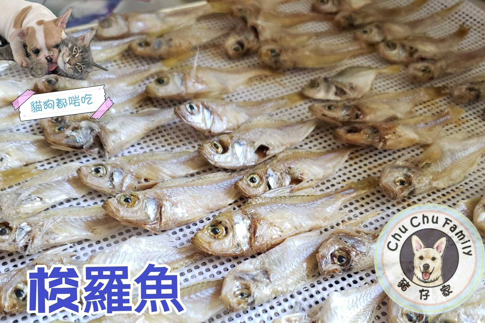梭羅魚