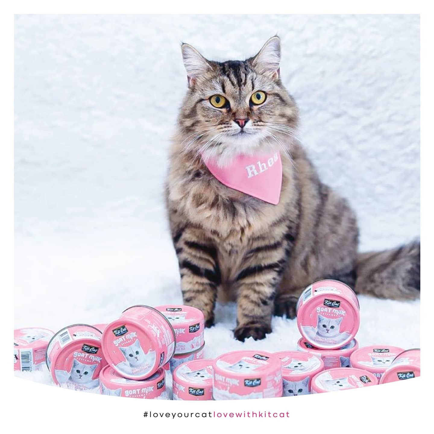 Kit Cat 山羊奶貓罐