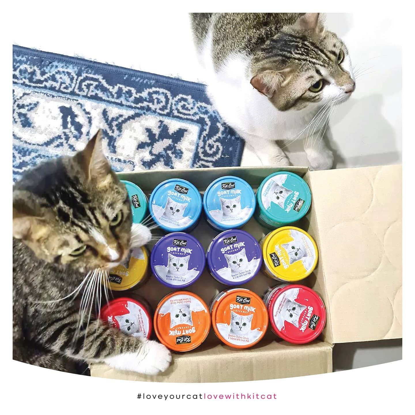 Kit Cat 山羊奶貓罐