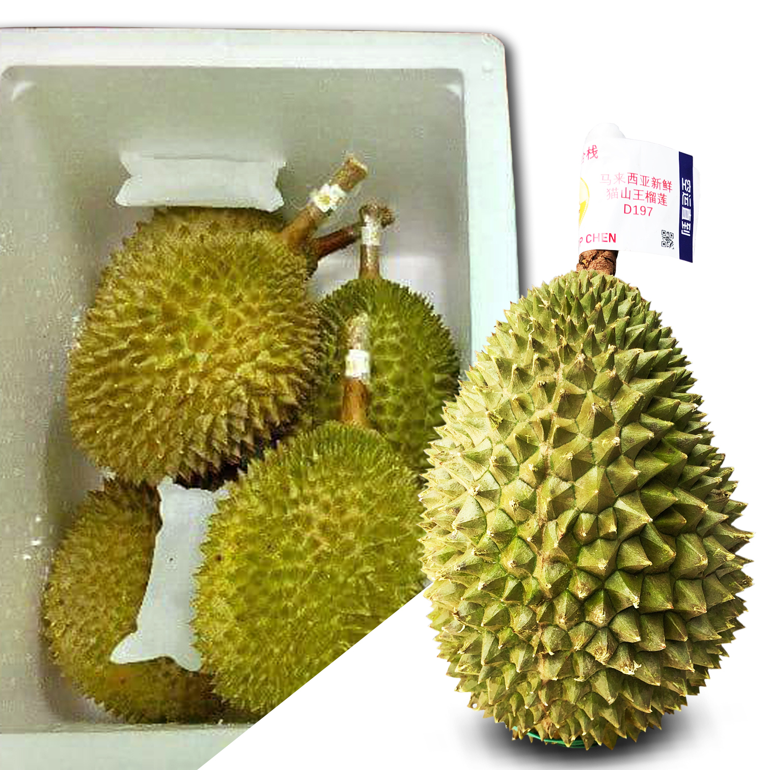 馬來西亞 D197 貓山王榴槤 [原箱|10kg]