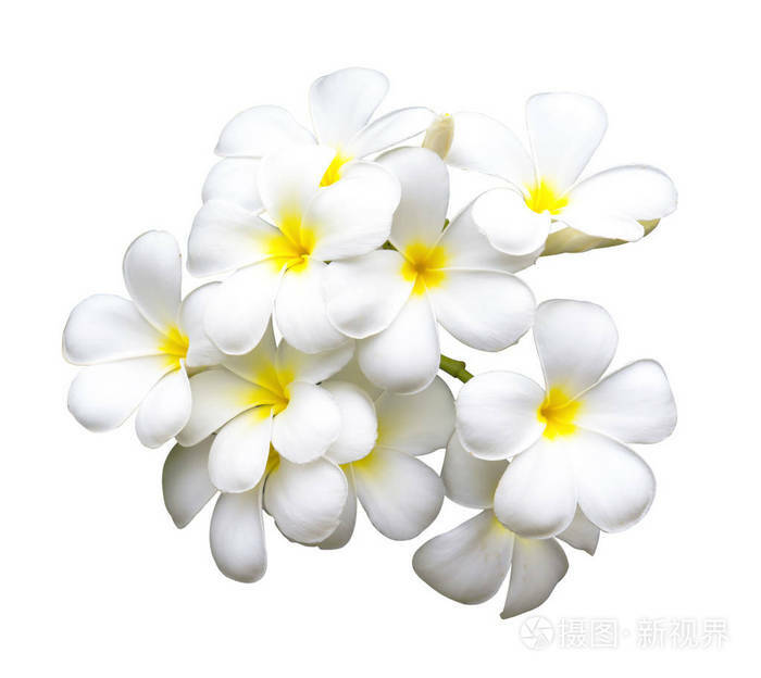 Frangipani Fragrance