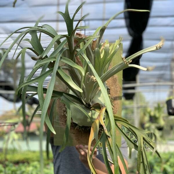 銀哇鹿角蕨(銀鹿交爪哇) P. veitchii x P. willinchii 4吋盆