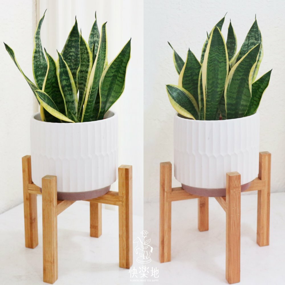 簡雅 I 虎尾蘭  GP220285