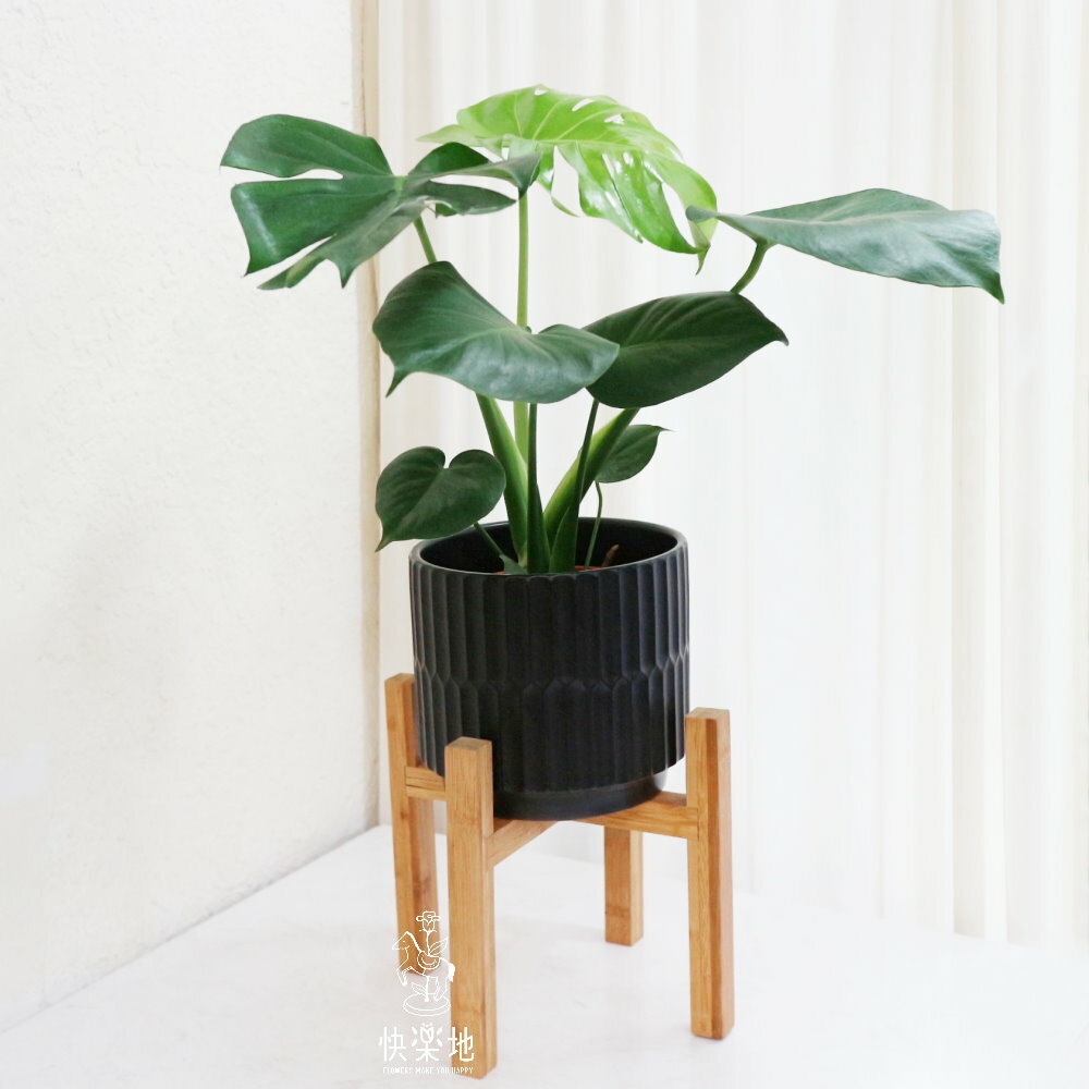 IG網紅大熱門 I 龜背芋  GP220345