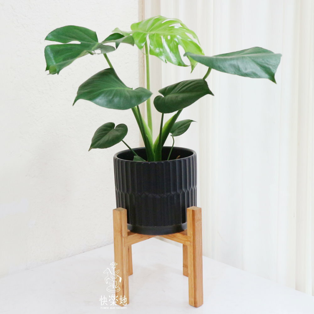 IG網紅大熱門 I 龜背芋  GP220345