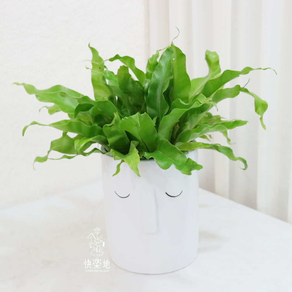 安然恬適 I 鳥巢蕨(山蘇)  GP220389