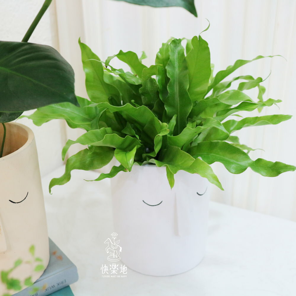 安然恬適 I 鳥巢蕨(山蘇)  GP220389