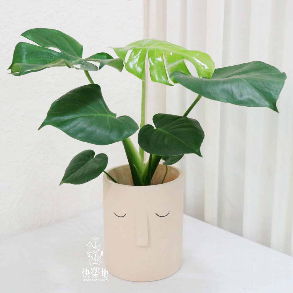 安然恬適 I 龜背芋 GP220368