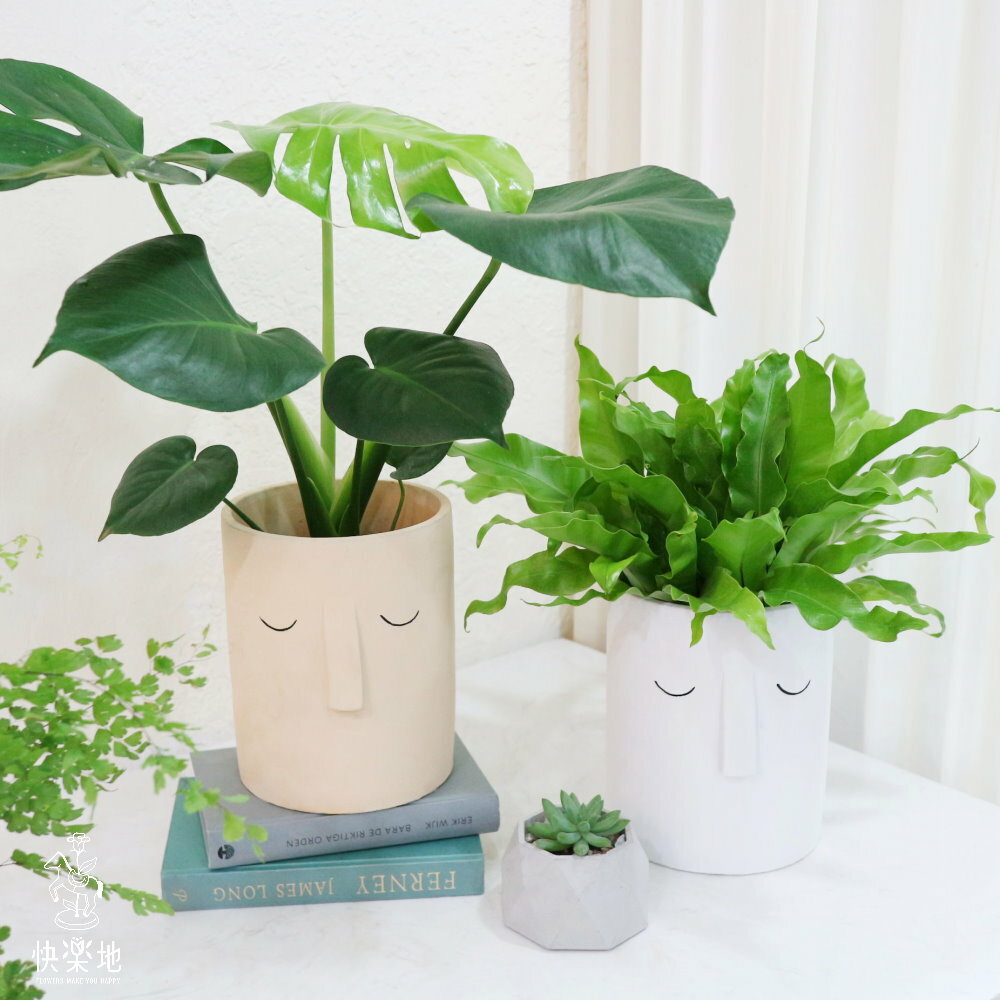 安然恬適 I 龜背芋 GP220368