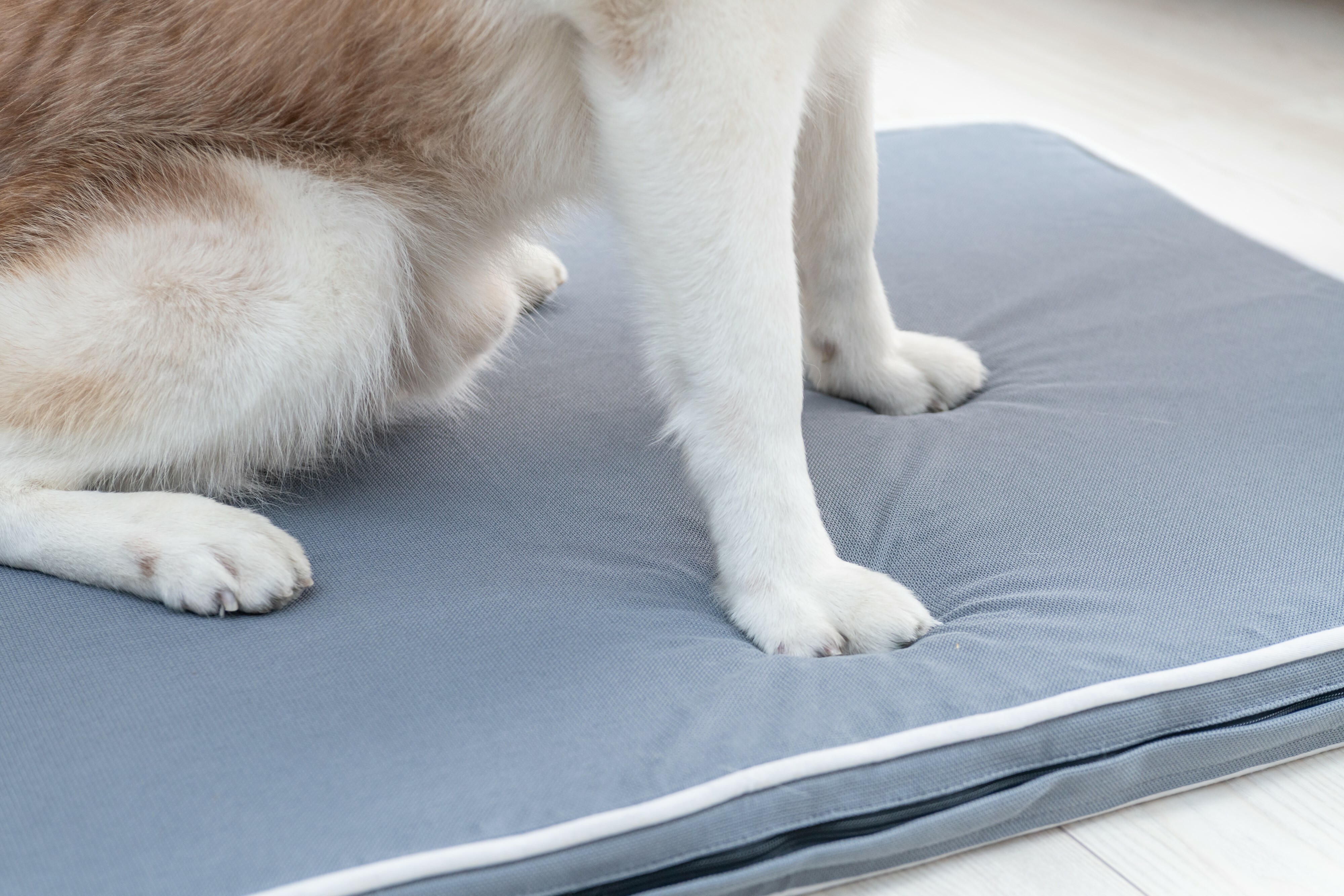 LIFEAPP 經典寵物緩壓睡墊 - L (透氣款 / 透芯涼款)