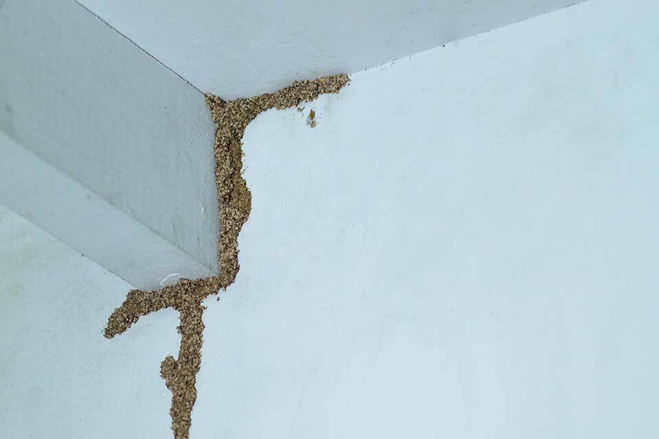 飛蟻白蟻差別在哪？下雨天出現的飛蟻竟會變白蟻！