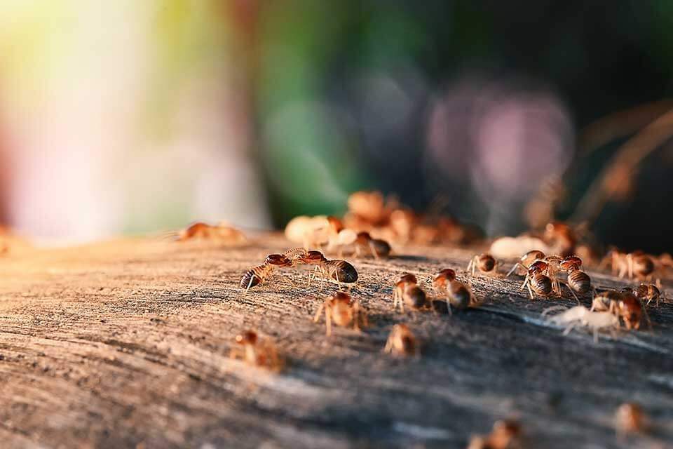 飛蟻白蟻差別在哪？下雨天出現的飛蟻竟會變白蟻！