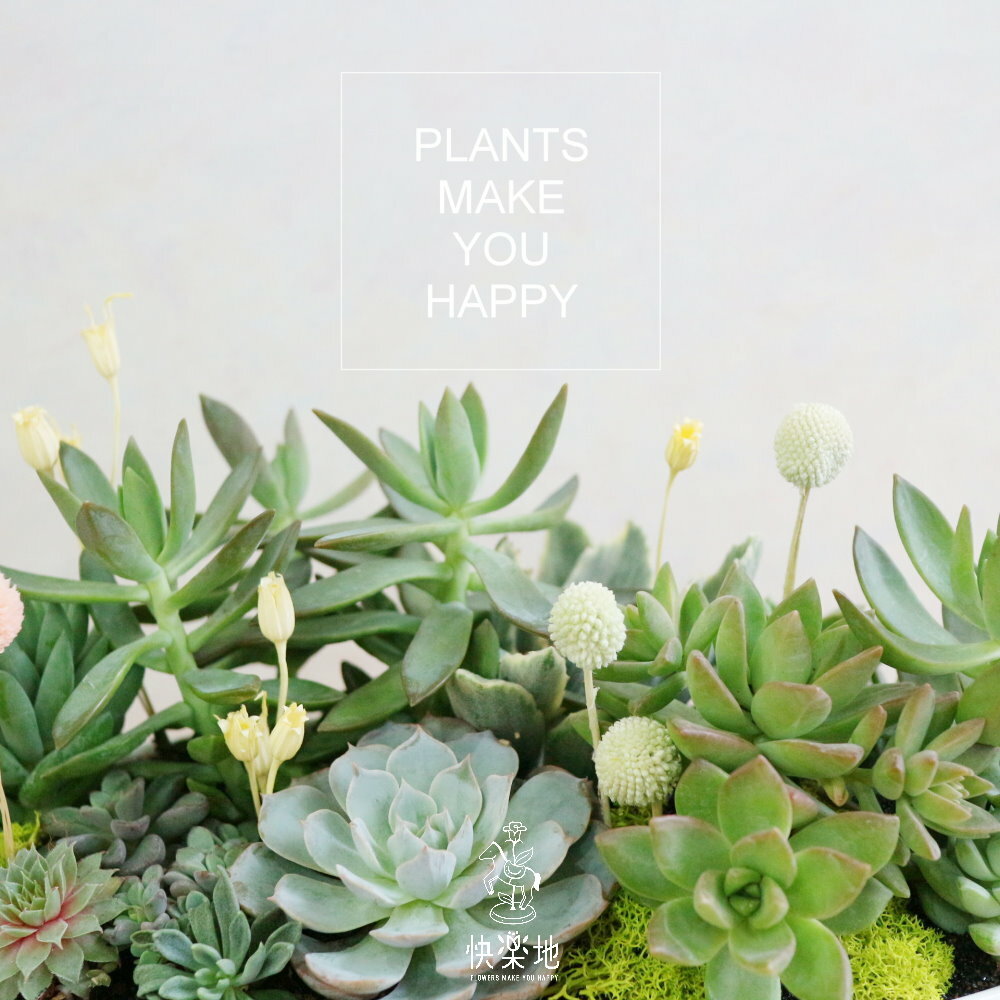 綠金寶藏  GP221320