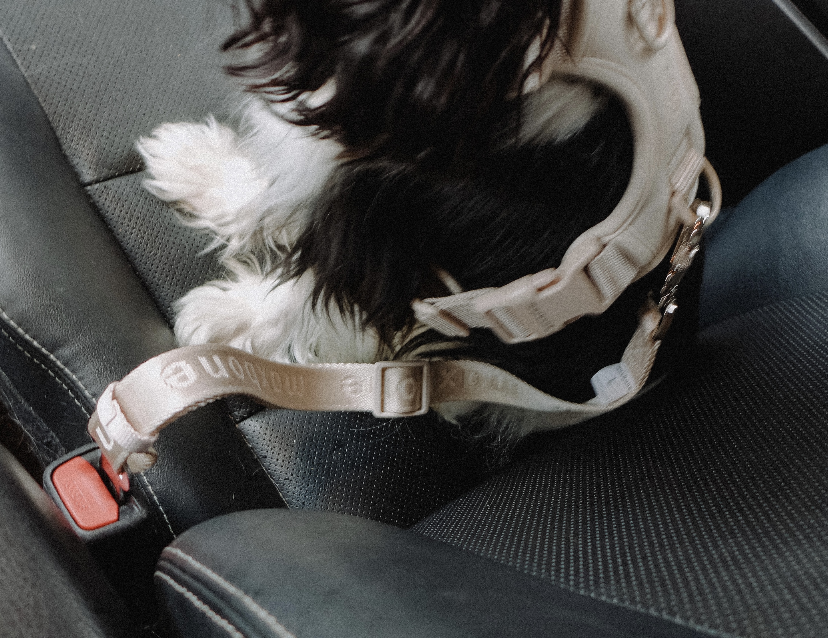 Petlife shop roadie seatbelt