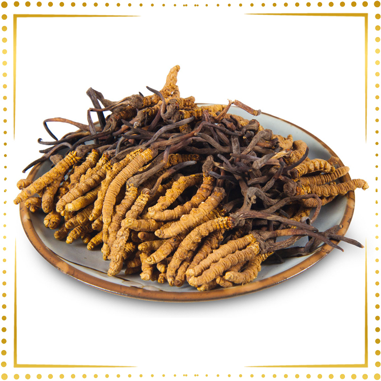 西藏那曲冬蟲夏草 (約140-160條) (1両裝)