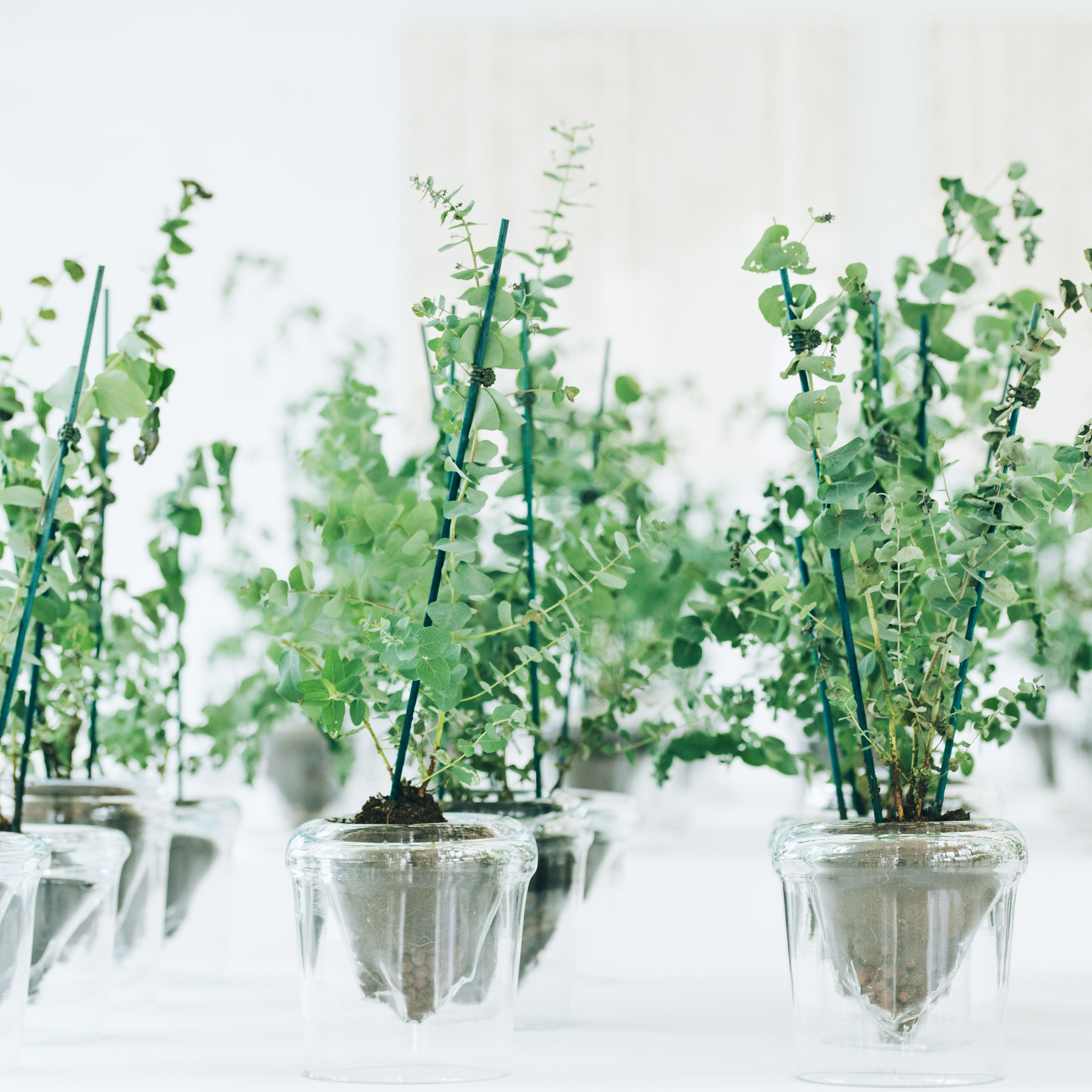 懺悔：尤加利樹  X  Process 1/1  玻璃花器