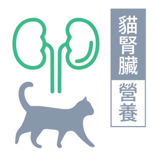 貓腎臟營養