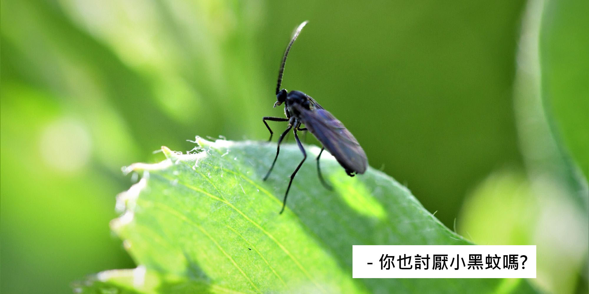 小黑蚊