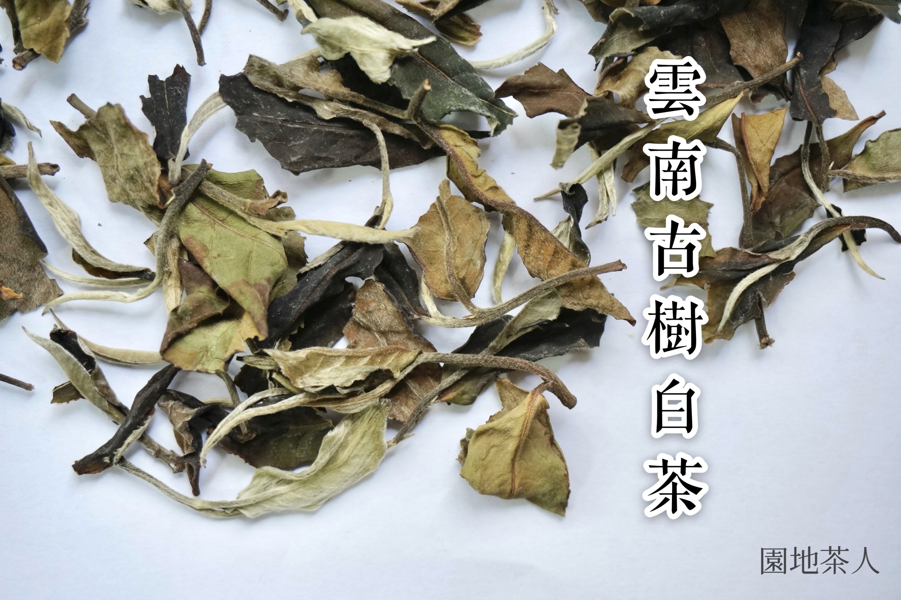 雲南古樹白茶80g 甜潤清新