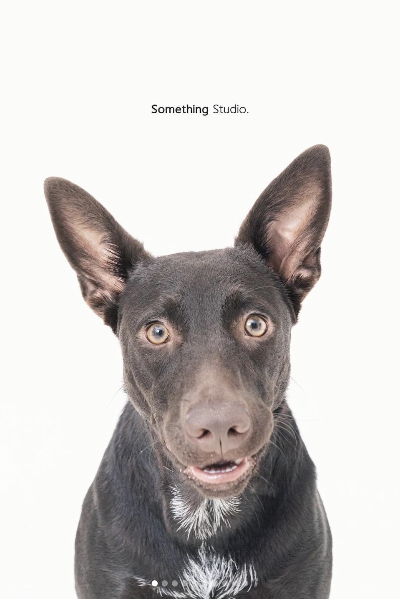 PEHOM x Somthing Studio - 待領養 - 共共