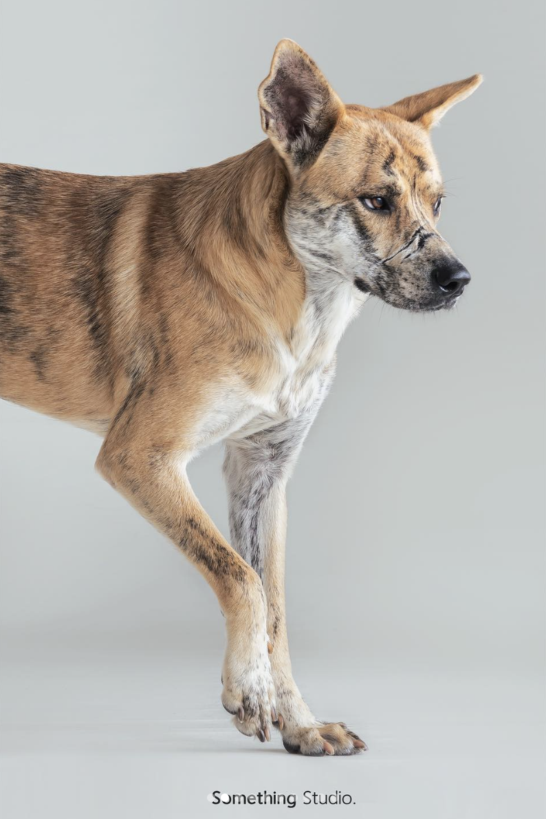 PEHOM x Somthing Studio - 待領養 - 奇奇