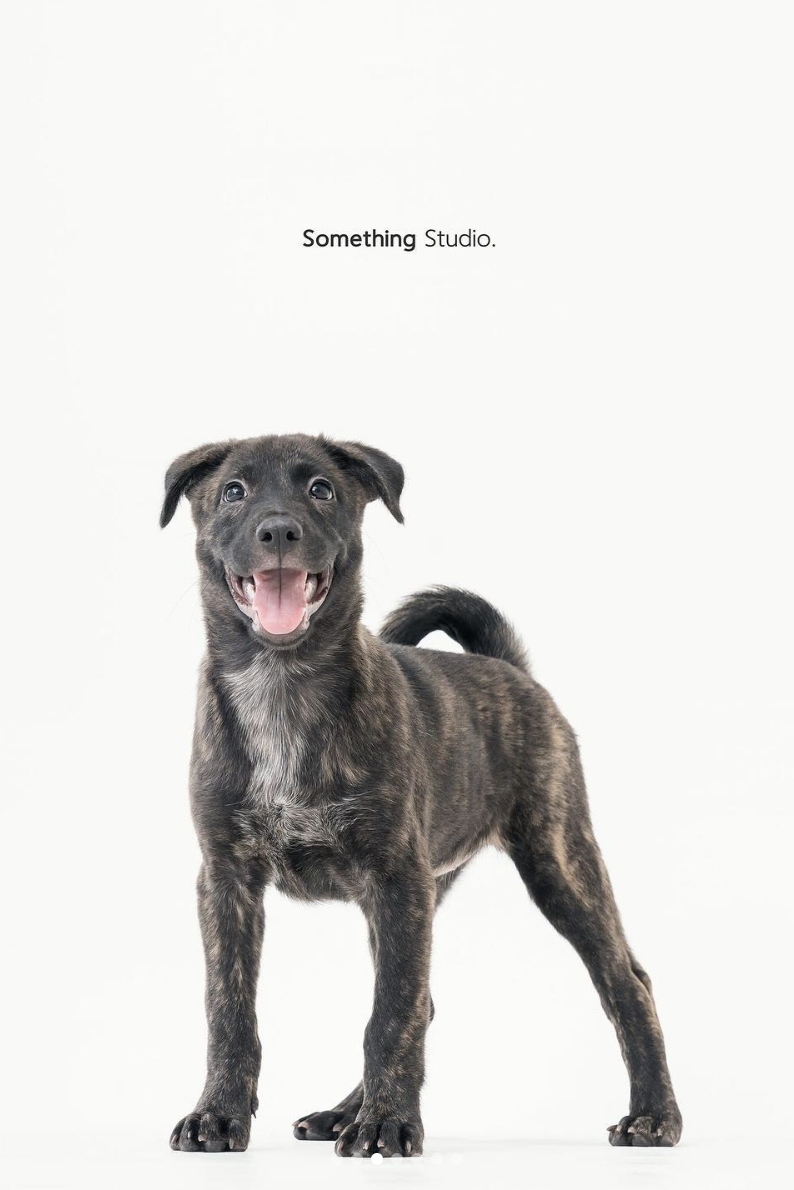 PEHOM x Somthing Studio - 待領養 - 麥芽糖