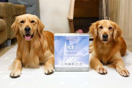 防狗狗尿床推薦使用寢之堡防水保潔墊