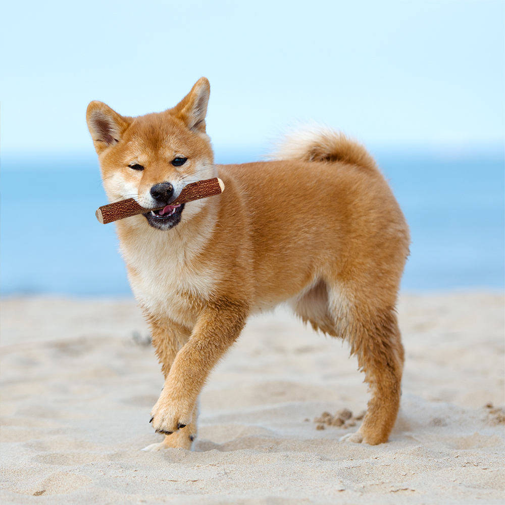 Gonta Club木條牙刷 M