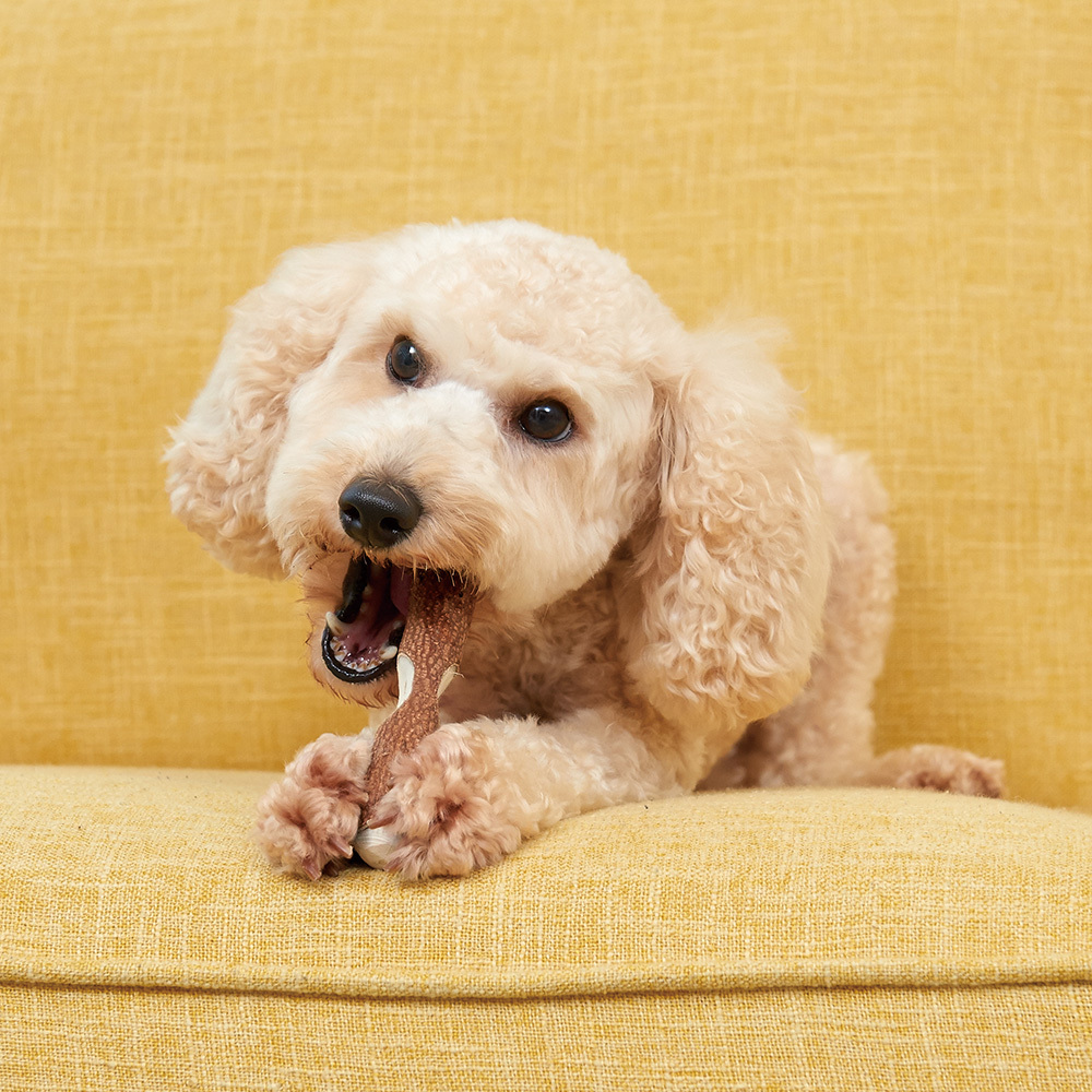 Gonta Club 木條牙刷 S