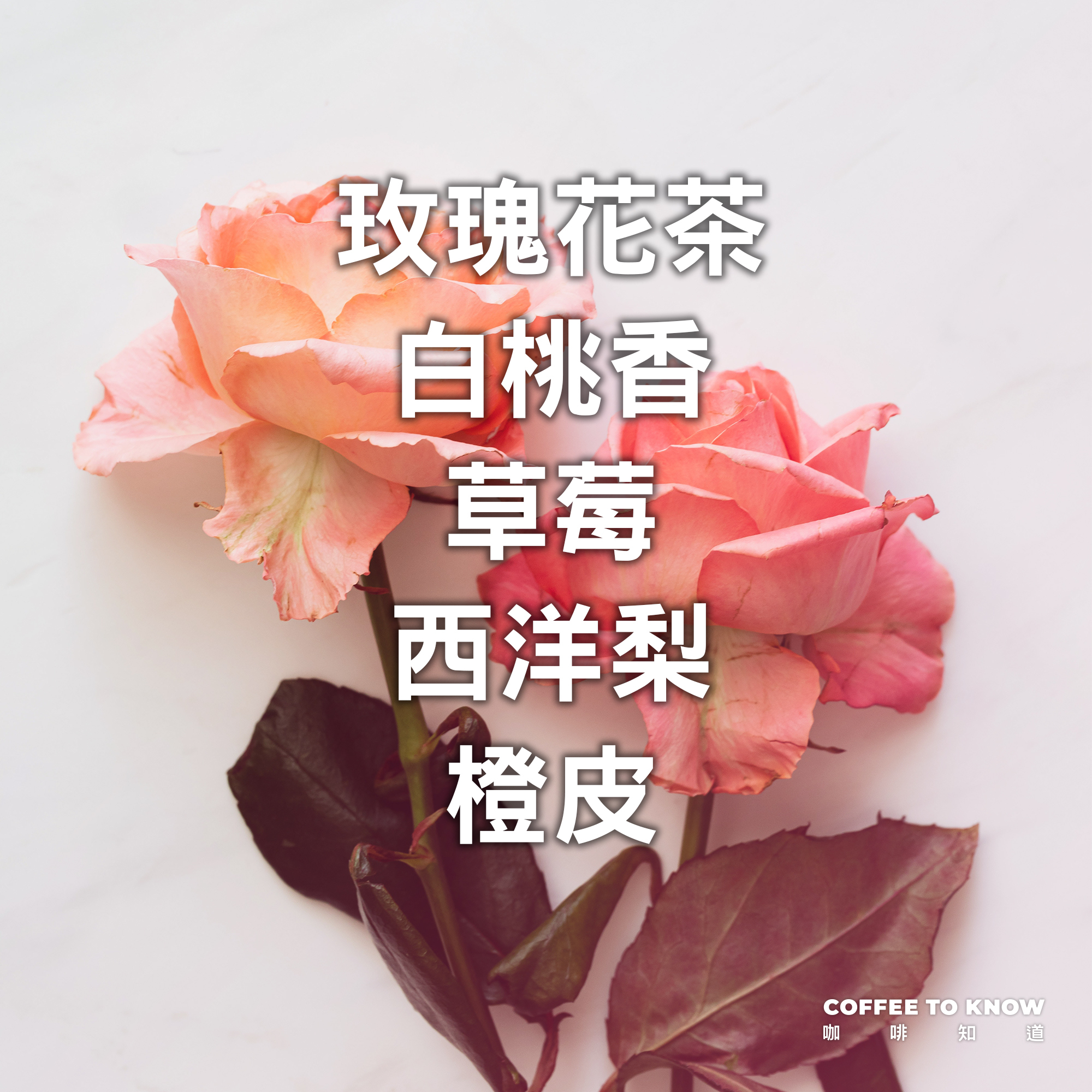【哥倫比亞x精品咖啡】考卡 天堂莊園 玫瑰茶 雙重厭氧發酵 中淺焙