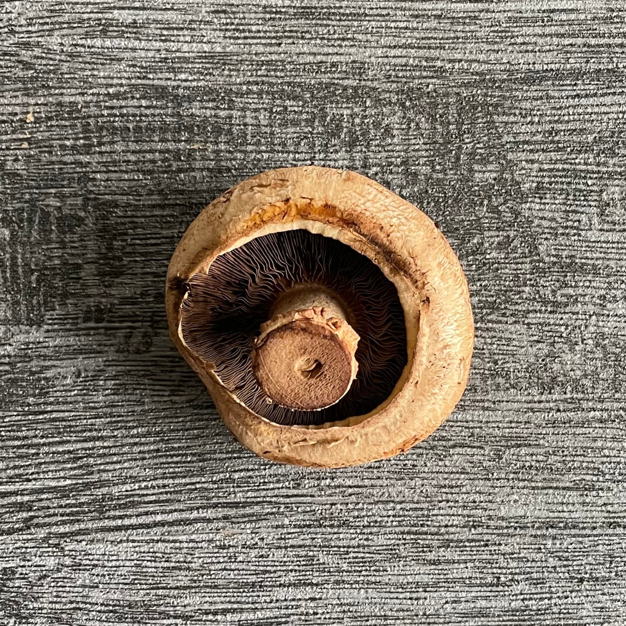 迷你料理綜合菇包_柳波蘑