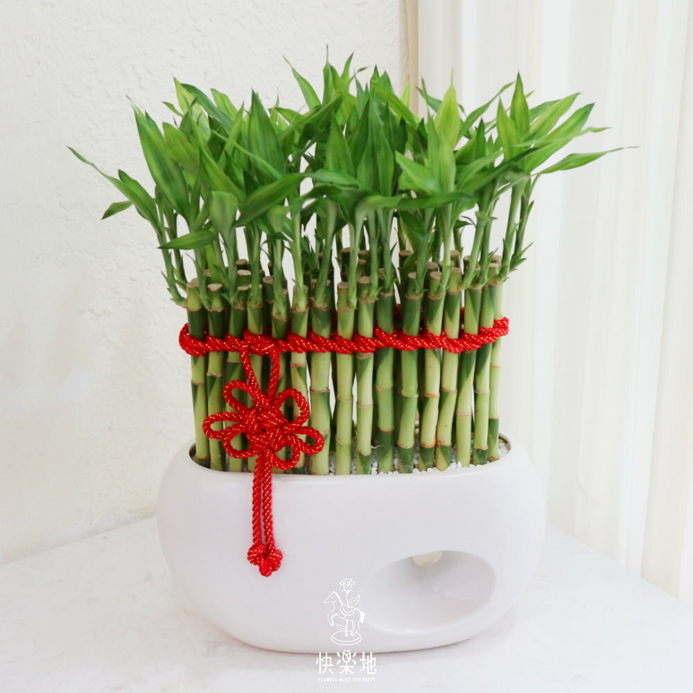 節節高昇 I 開運竹  GP220450