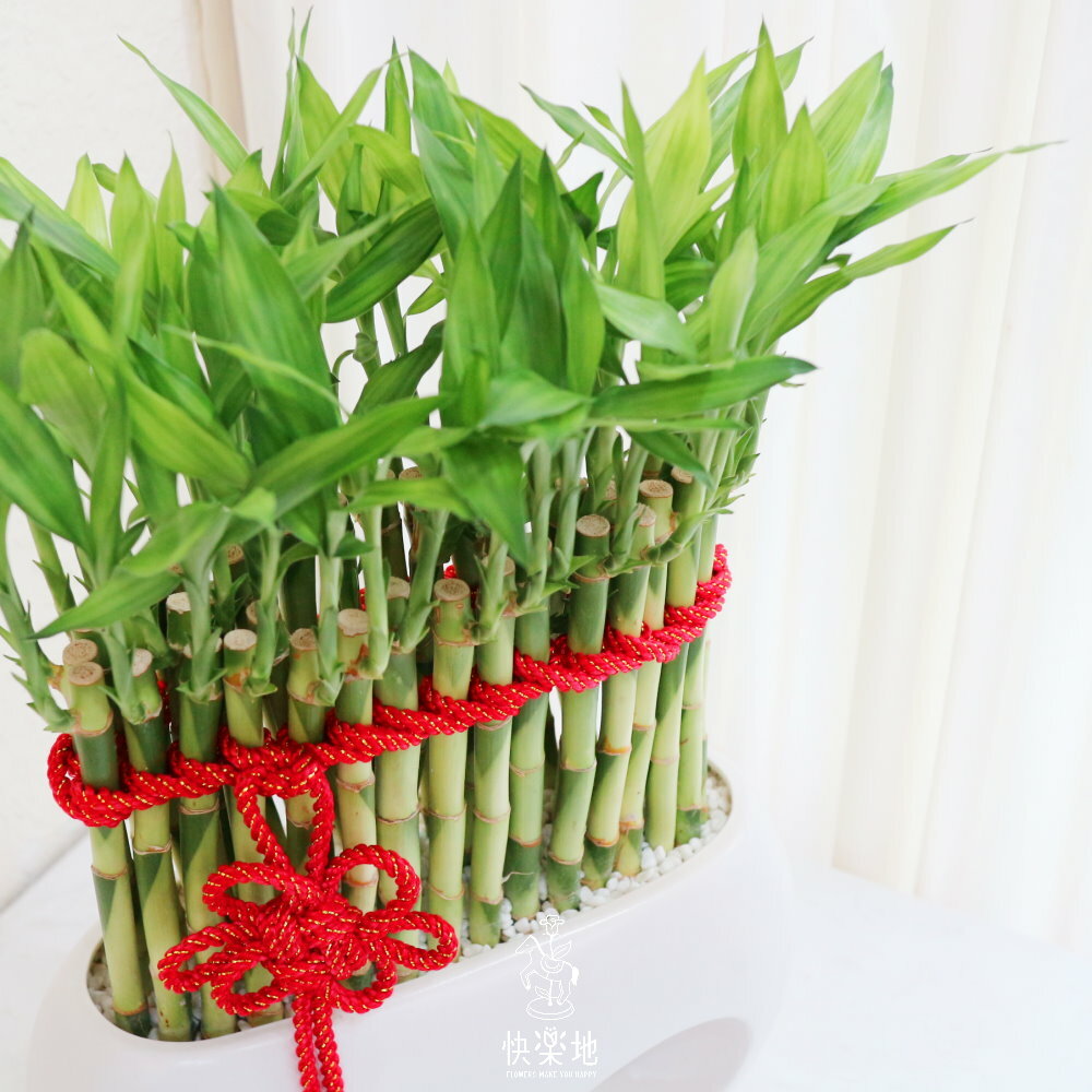 節節高昇 I 開運竹  GP220450