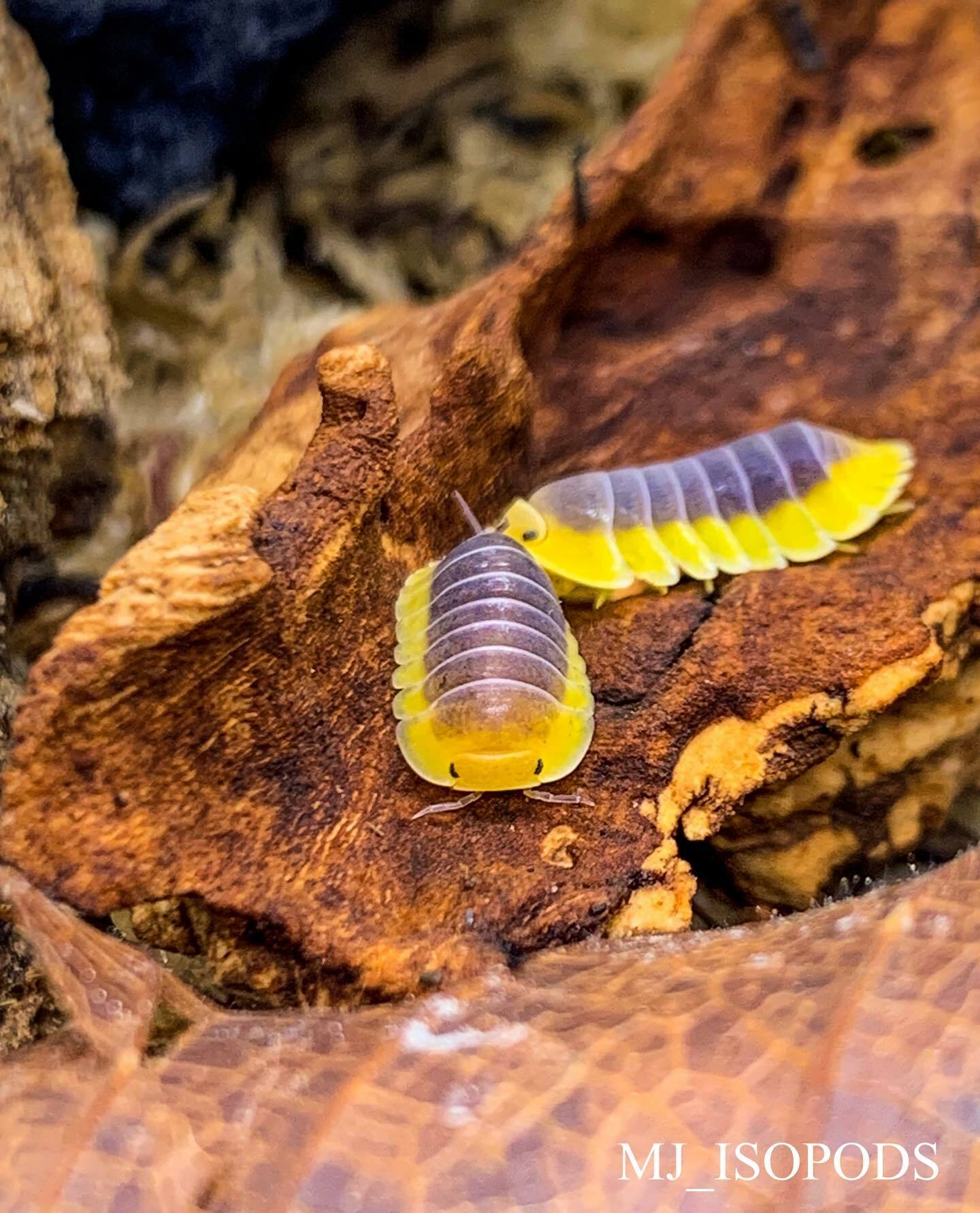 レモンブルーコシビロダンゴムシ Cubaris sp. Lemon Blue 7匹 - 虫類