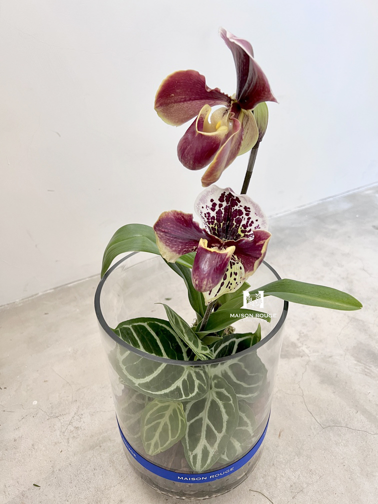 貳樓有花・蘭花綠植花禮