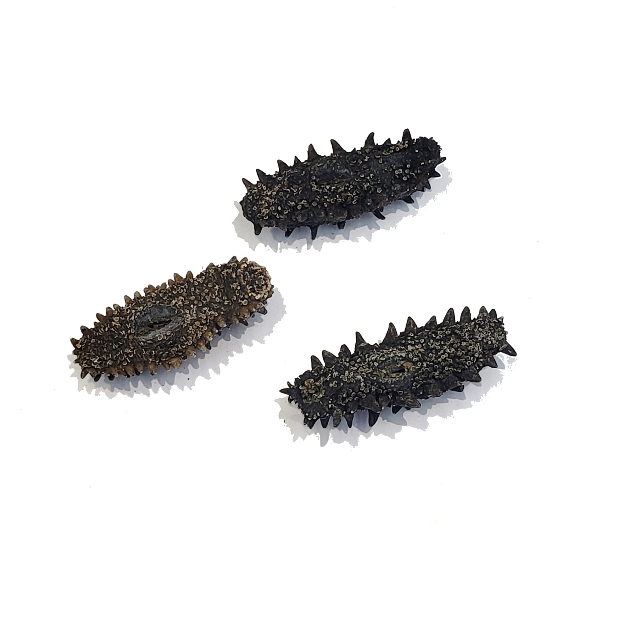 55支/斤日本標津關東刺參