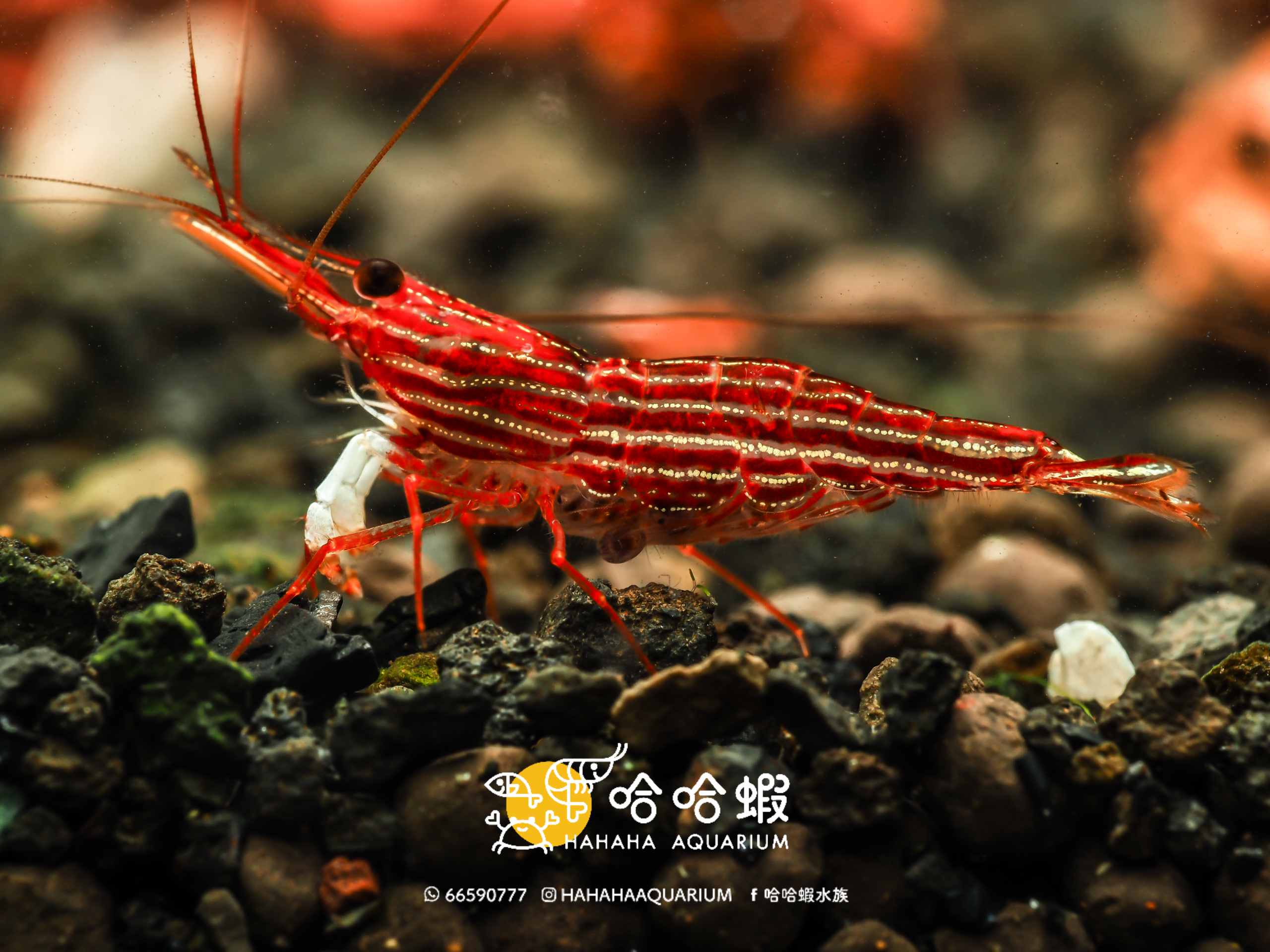 蘇拉威西蝦|紅木紋