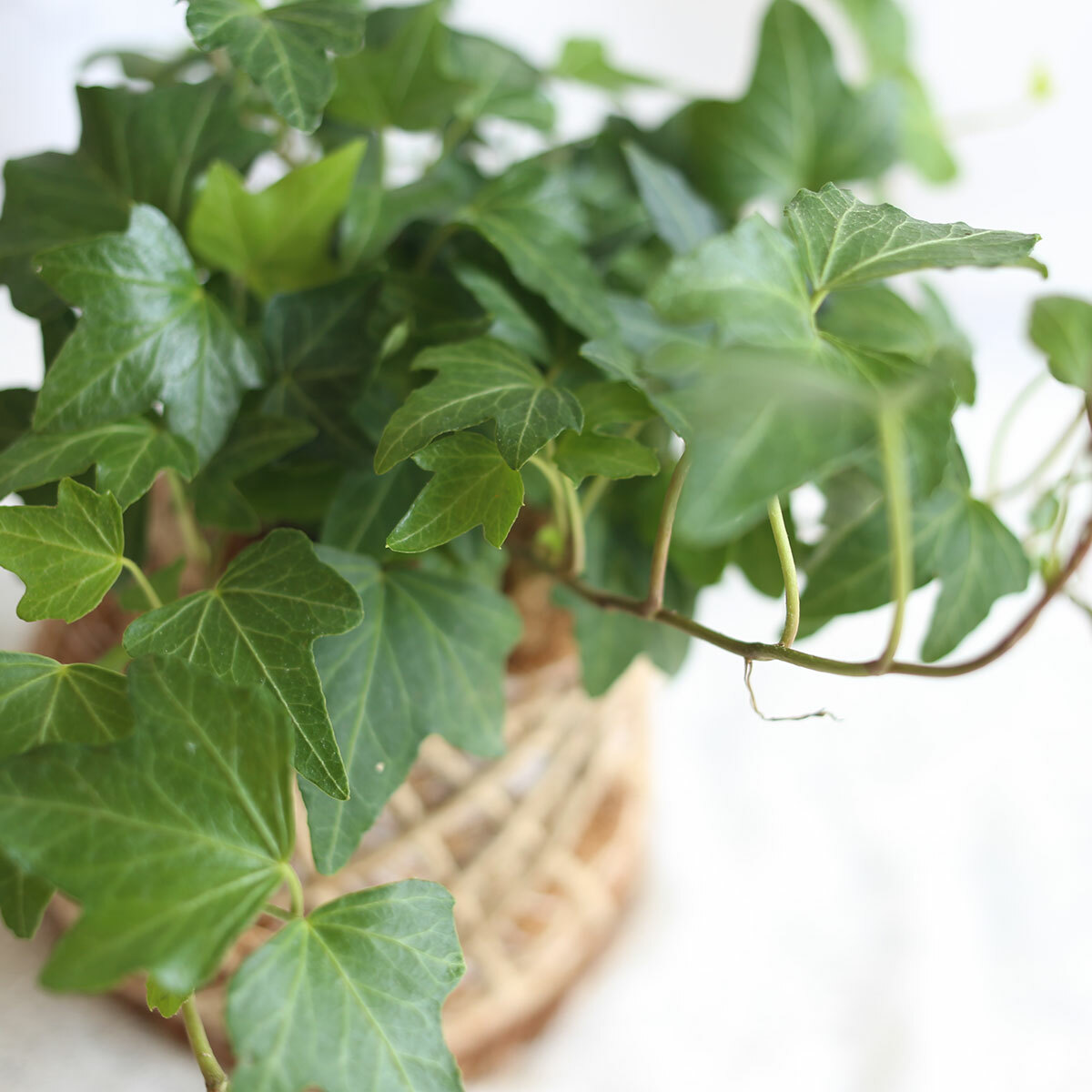 PD52｜常綠常春藤小苔球