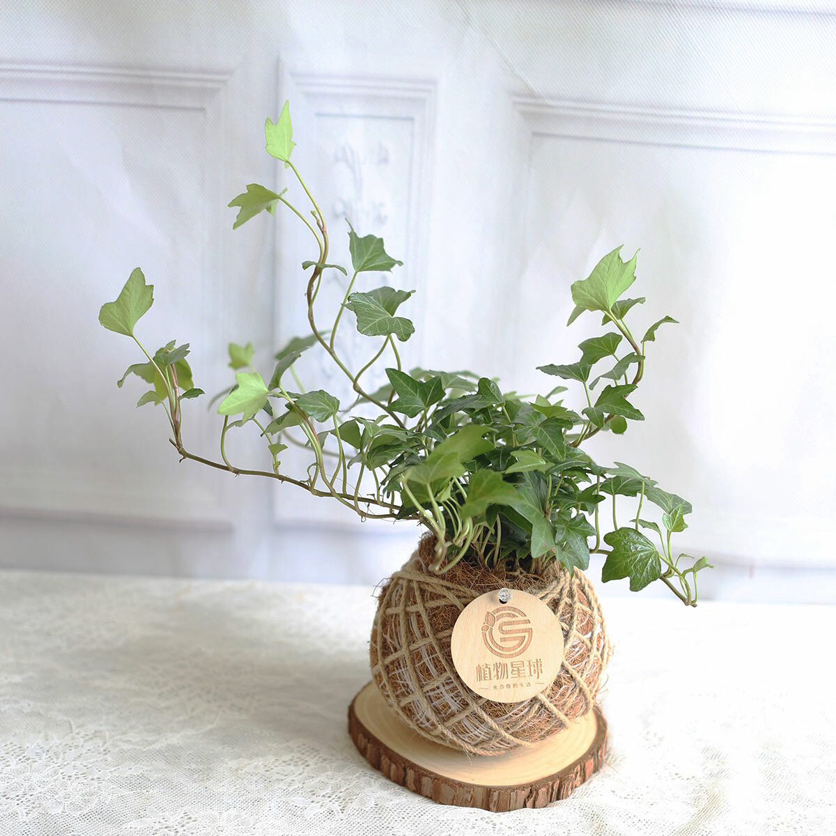 PD52｜常綠常春藤小苔球