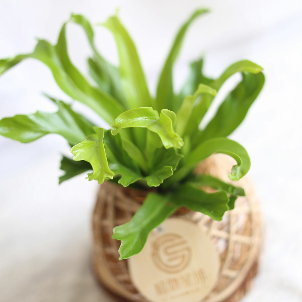 PD115｜鹿角山蘇小苔球