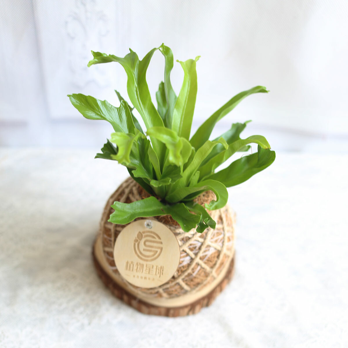 PD115｜鹿角山蘇小苔球