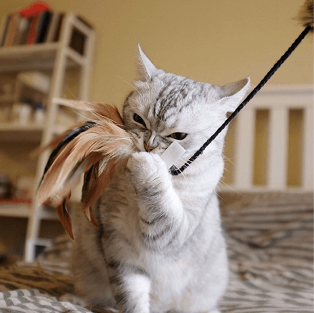 GIGWI - Feather Teaser 長毛絨魔力貓棒