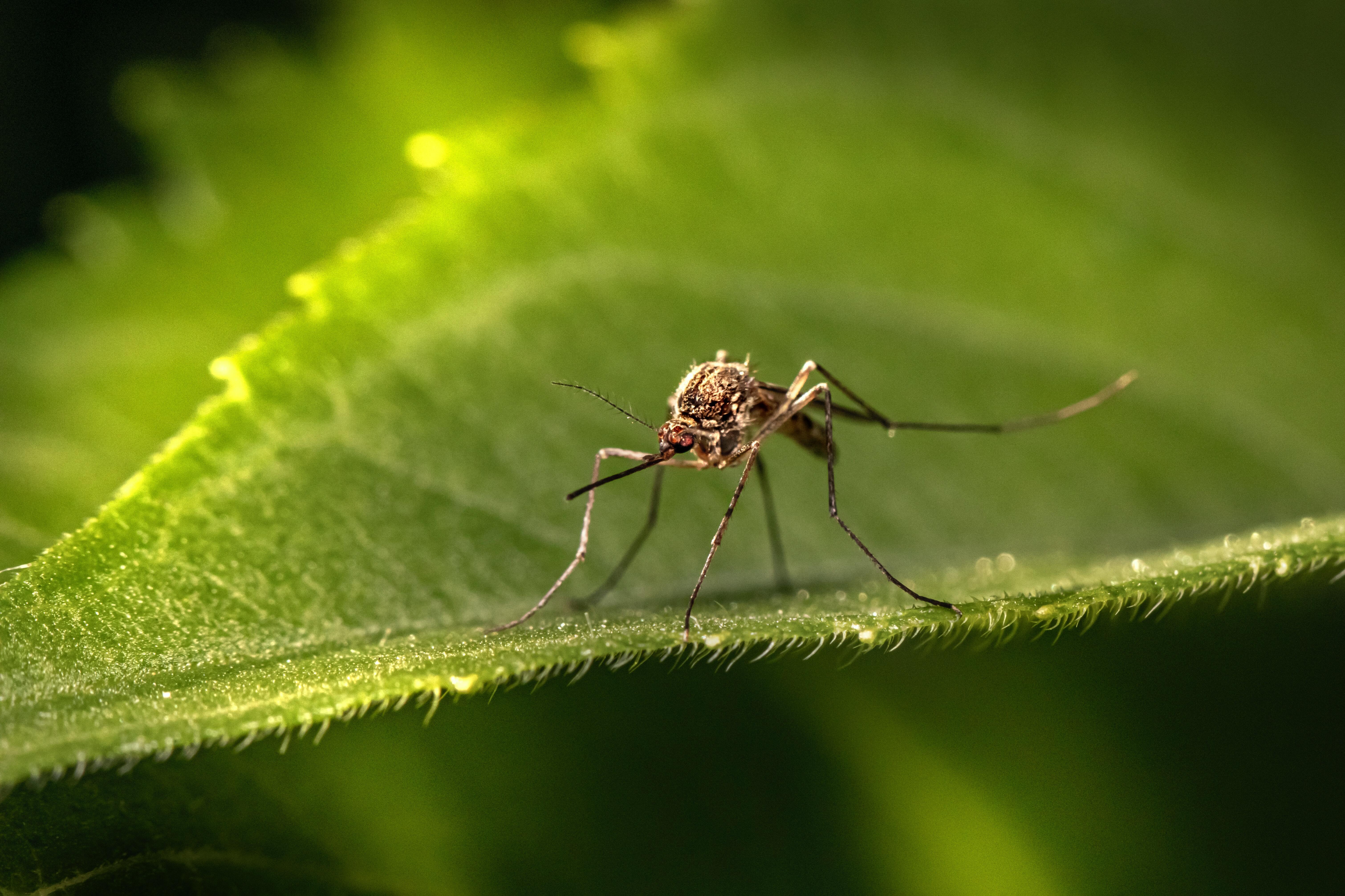 高濃度防蚊液推薦，含64%檸檬桉醇天然更安心