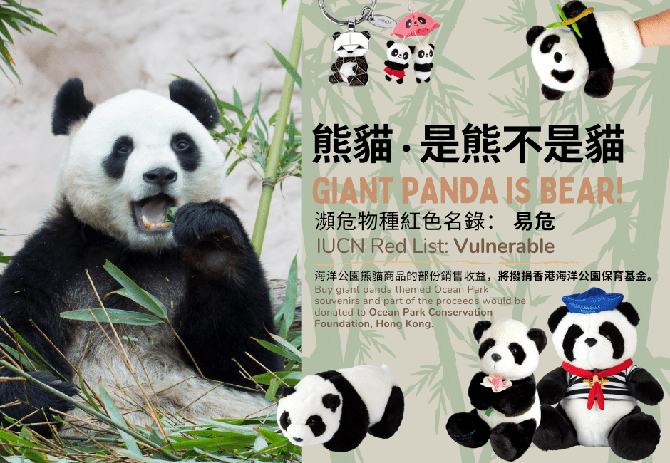 Giant Panda | Ocean Park Hong Kong